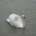 img_6976-1