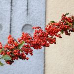 img_3021g