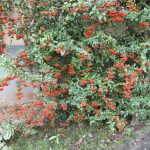 img_3023g