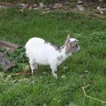 img_3066g