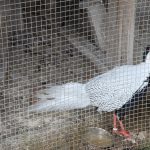 img_3068g